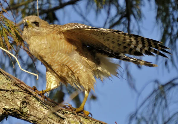 Red Shouldered Hawk Locate South Florida — Stock Photo, Image