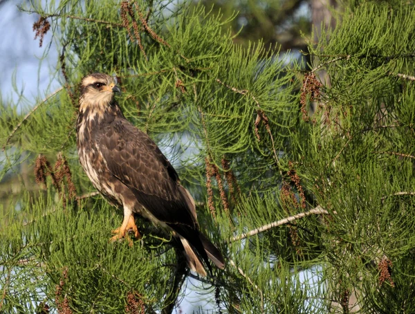 Der Schneckendrachen Auf Den Feuchtgebieten Von Südflorida — Stockfoto