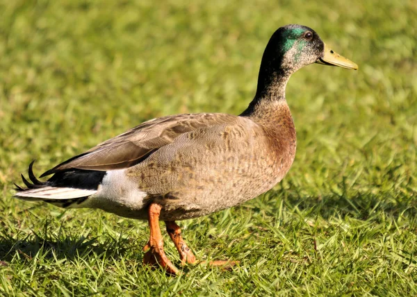 Hybrid Mottle Mallard Pato Sul Flórida Zonas Húmidas — Fotografia de Stock