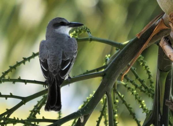 Eastern King Bird Freeport Bahamas — Photo