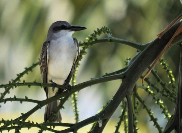 フリーポートの東の王の鳥 バハマ — ストック写真