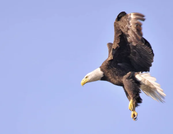 Bald Eagle Landing South Florida — Stock Photo, Image