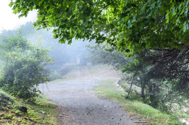 Manzara orman. Orman sisli yolu. Sis giden yol