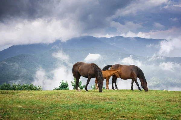 Cloudy Skies Mountains Landscapes Italian Mountains Horses Grazing Hill Background Royalty Free Stock Images