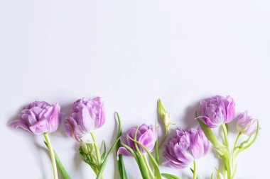 Beyaz zemin üzerine Menekşe Lale demet. Paskalya, Bahar kavramı. Düz yatıyordu, en iyi görünümü.