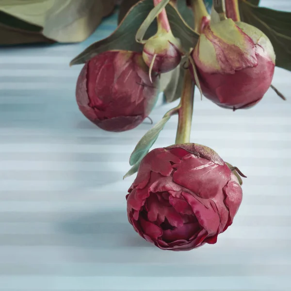 Kopya alanı olan Pons ile kartpostal. Üzerinde cular tomurcukları, pastel renklerde mavi çizgili arka plan.