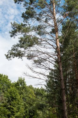 Gündüz gökyüzü arka plan üzerinde bir ormandaki yeşil ağaçlar kadeh