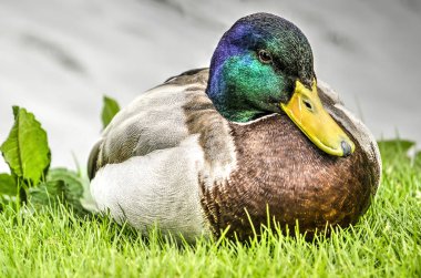 Biraz kilolu çim bir gölet kenarında mola alarak erkek ördek