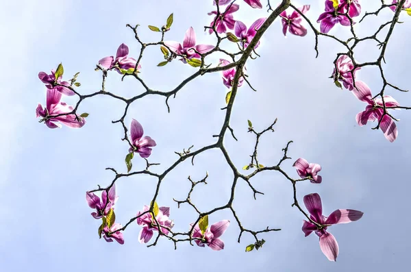 View Looking Upward Branches Blooming Magnolia Tree Springtime — Stock Photo, Image