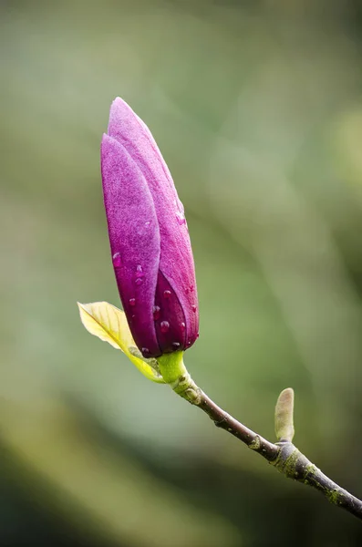 Квітковий Бутон Магнолії Збирається Почати Цвісти Навесні — стокове фото