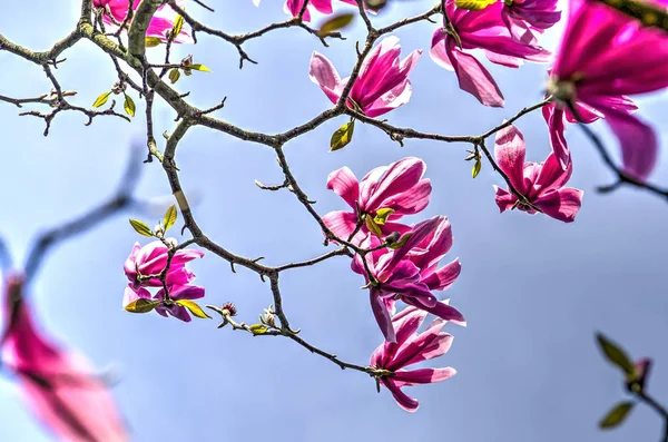 View Looking Upward Purple Flowers Magnolia Tree Blue Sky Springtime — Stock Photo, Image