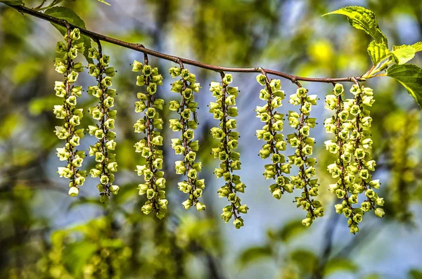 Kilenc Gallyak Rhytmically Stachyurus Chinensis Ága Rendezett Sárgás Zöld Virágok — Stock Fotó