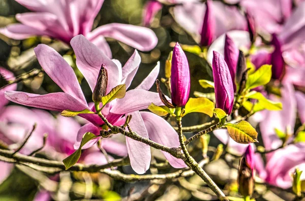 Gros Plan Magnolia Printemps Avec Plusieurs Fleurs Bourgeons Violets Roses — Photo