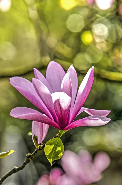 Single Pink Purple Flower Magnolia Tree Soft Colorful Bokeh — Stock Photo, Image
