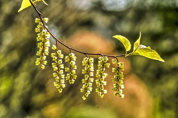 Primer Plano Una Rama Con Flores Árbol Stachhyurus Chinensis Con —  Fotos de Stock