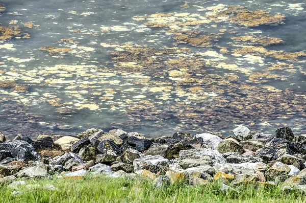 Algas Varios Colores Flotan Cerca Costa Rocosa Del Lago Grevelingen —  Fotos de Stock