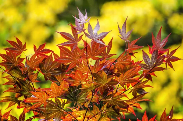 Contrasting colors of the red leaves of an acer shrub against a background with bright yellow bokeh