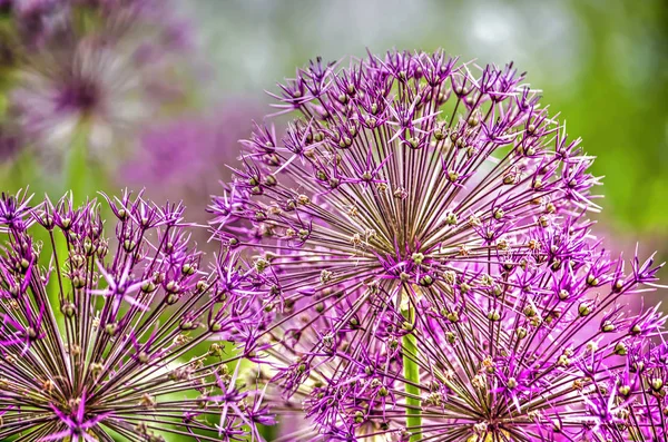 Group Several Purple Allium Flowers Ornamental Onion Garden Springtime — Stock Photo, Image