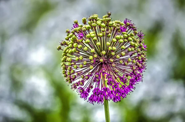 close up of an allium sphere, parts of it about to start blooming in a garden in springtime