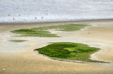 Ot ve diğer bitki örtüsü formu adalar göl Grevelingen Hollanda kum plajındaki küçük yamalar
