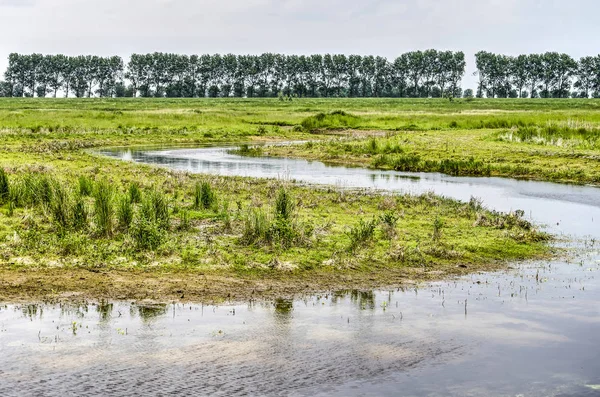 A small meandering stream in the Slikken van Flakkee wetland, with a dike planted with poplars in the background