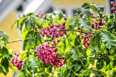 Rotterdam, Hollanda, Mariniersweg üzerinde kırmızı kestane arka planda bulanık küp evler ile çiçeklenme