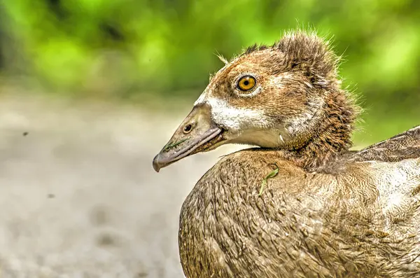 Detail Mladé Husy Blížící Dospělosti Rozmazané Pozadí Zelené Hnědé — Stock fotografie