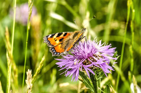 Reddish orange butterfly on a purple flower of a thistle with a blurred green background