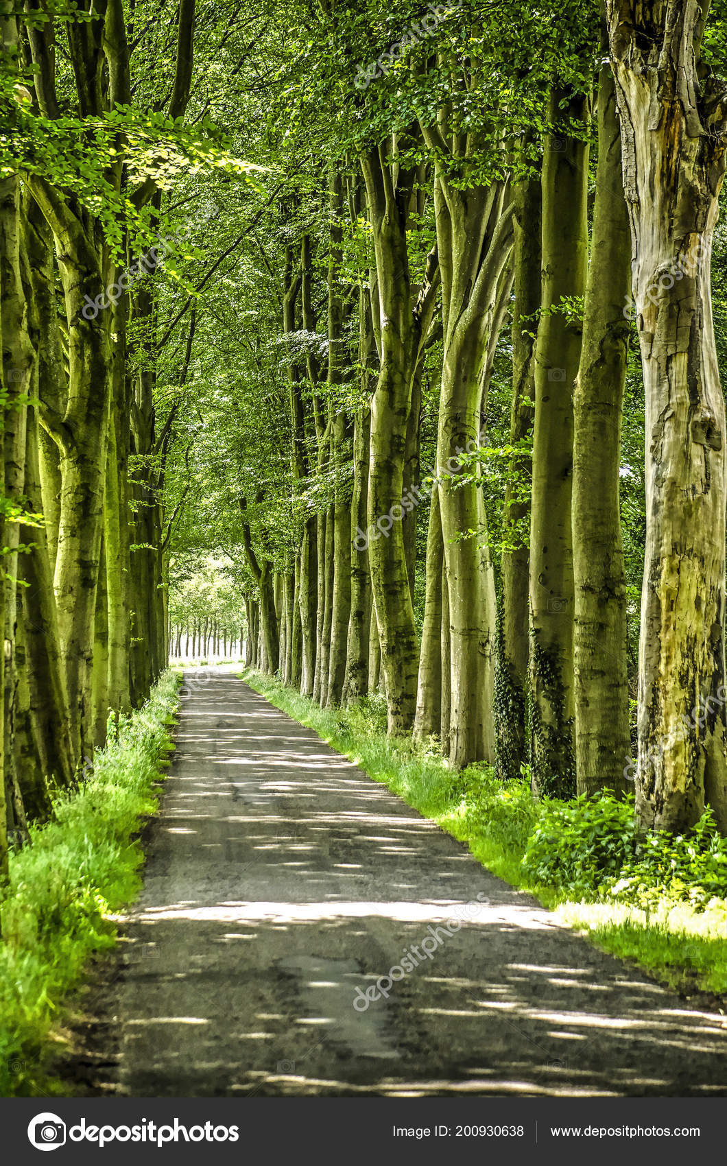 Tall Beech Trees Lining Narrow Asphalt Road Rural Landscape South Stock
