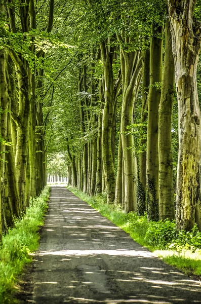 Uzun boylu kayın ağaçlarının dar asfalt yolun güneyinde Zwolle, Hollanda kırsal manzara astar