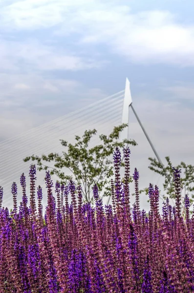 Цветы Фиолетовой Вербены Hastata Роттердаме Нидерланды Заднем Плане Размыт Мост — стоковое фото