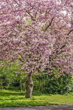 Büyük pembe çiçekli prunus ağaç Dordrecht, Hollanda genel bir parkta gelişen