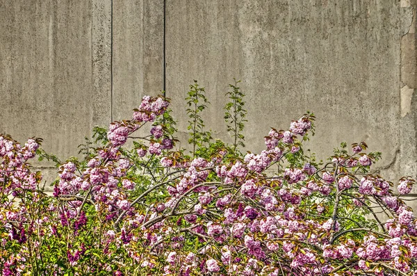 지점과 백그라운드에서 손으로 콘크리트 벽으로 벚나무 나무의 — 스톡 사진