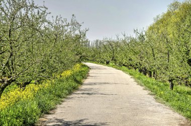 Yüksek-elma ağacı çiçek açması Apple Dike yakın Geldermalsen, İlkbahar Hollanda'da boyunca başlamak üzere kök