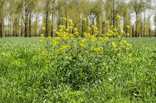 Koolzaad Plant Een Weiland Met Gras Betuwe Nederland — Stockfoto