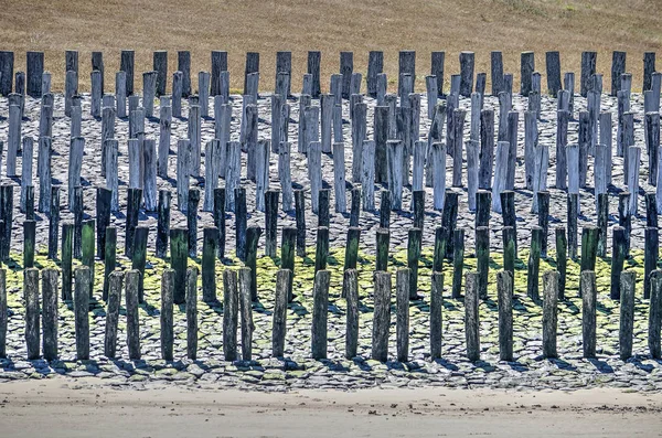 Six Lines Wooden Poles Basalt Slope Serve Coastal Defense Breskens — Stock Photo, Image
