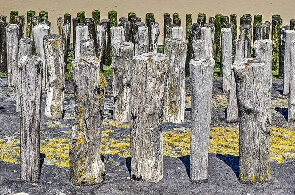 Выветриваемые Деревянные Столбы Покрытые Лишайником Водорослями Другими Нарушениями Базальтовом Склоне — стоковое фото