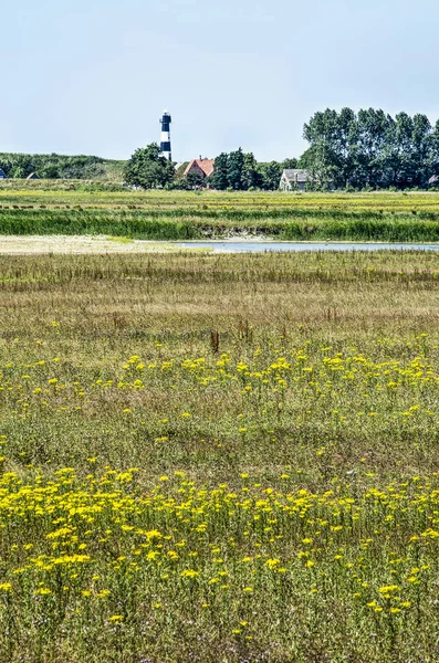 Gemeente Sluis Nederland Juli 2018 Gele Wilde Bloemen Aan Het — Stockfoto