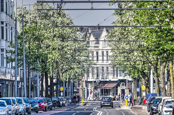 Роттердам Нидерланды Мая 2018 Года Цветущие Робинии Обе Стороны Даунтвона — стоковое фото