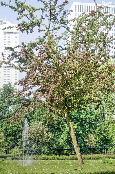 鹿特丹 2018年5月20日 粉红色绽放的李 或观赏樱桃树在 Museumpark 与伊拉斯谟医疗中心在背景 — 图库照片