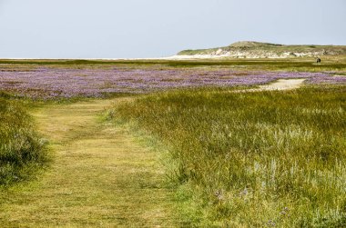 Çimen patika ile deniz lavanta ve Milli Parkı Dunes Texel Hollanda Slufter bölgede halophilous diğer bitki örtüsü alanlar kıvrımlı