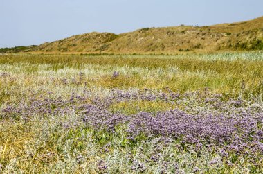 Alan deniz lavanta ve dunes içinde belgili tanımlık geçmiş bir hat ile Hollanda Milli Parkı Texel Dunes diğer tuz dayanıklı bitki örtüsü ile