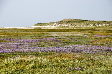 Deniz lavanta ve diğer halophilous bitki örtüsü ile arka planda Hollanda Milli Parkı Texel Dunes kum tepelerine