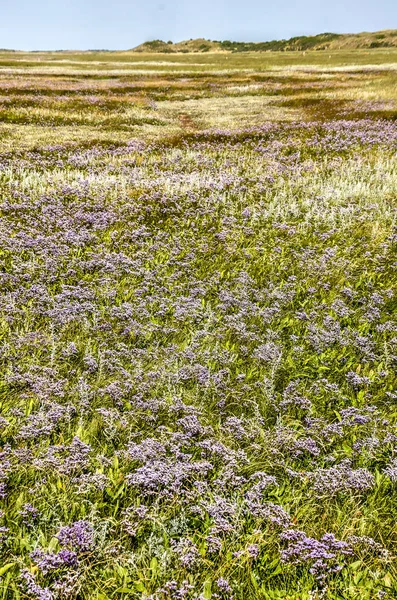 Photo in portrait orientation of a field of sea lavender and other salt tolerant vegetation in National Park Dunes of Texel in the Netherlands