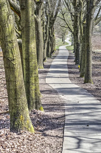 Chodnik Mury Obronne Miasta Enkhuizen Holandia Pokryte Dużymi Dębami — Zdjęcie stockowe