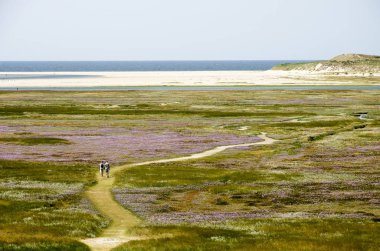 Deniz lavanta ve diğer bitki örtüsü alanlarından kıvrımlı bir sandpath ile Slufter doğa rezerv Texel Hollandalı Adası üzerinde doğru bir kumul tepesinden görüntülemek