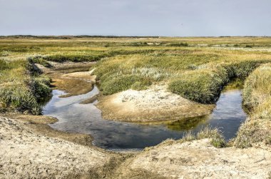Gelgit creek aracılığıyla yamalar kum ve tuz hoşgörülü kır çiçekleri Texel Hollandalı Adası Slufter doğa rezerv alanları, bir yatay eğme