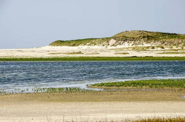 Salicornia Slufter 자연에서 옆으로 텍셀의 네덜란드 — 스톡 사진