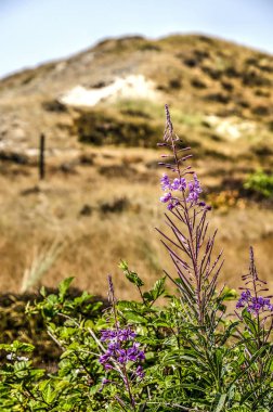 Büyük willow herb veya Hollandalı Wadden Texe Adası dunes içinde büyüyen kıllı willoweed