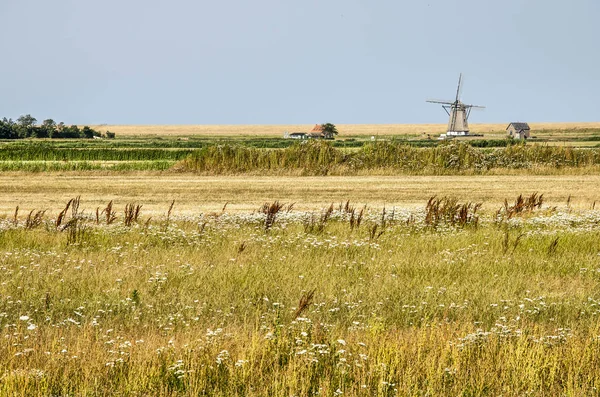 Meadow Tall Grass Wildflowers Island Texel Netherlands Windmill Wadden Sea — Stock Photo, Image